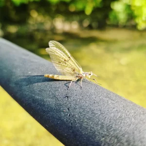 France-voyage-peche-mouche