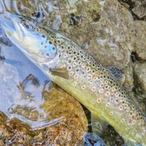 Voyage de pêche à la mouche en Autriche