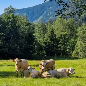 Voyage de pêche à la mouche en Autriche