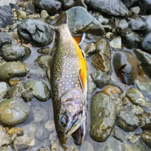 Voyage de pêche à la mouche en Autriche