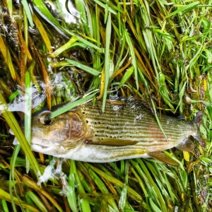 Voyage de pêche à la mouche en Bosnie