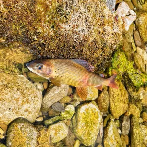 Voyage de pêche à la mouche en Slovénie