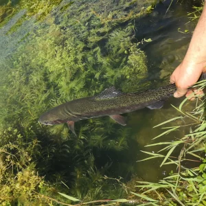 Découverte et initiation à la pêche à la mouche