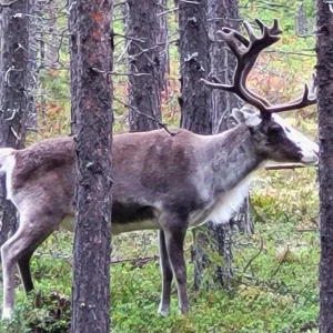 Voyage de pêche en Laponie Suédoise