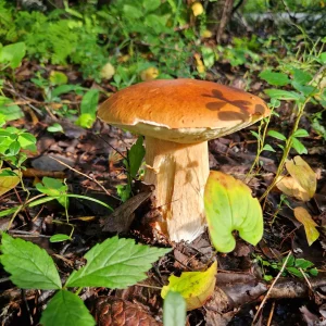 Voyage de pêche en Laponie Suédoise