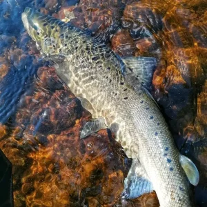Voyage de pêche en Laponie Suédoise